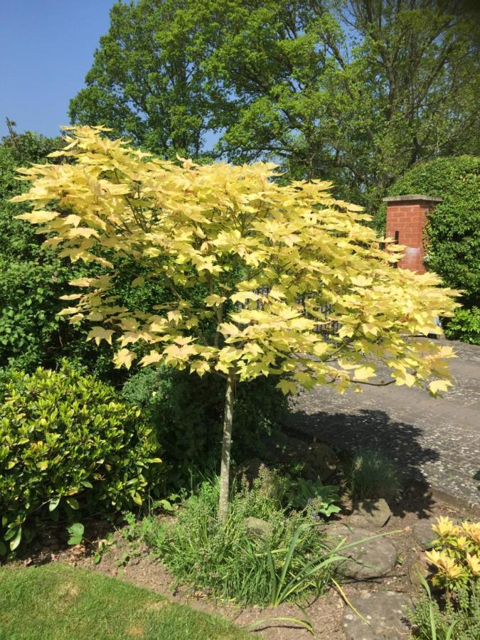 Orchard Side Bed And Breakfast Hanley Swan エクステリア 写真